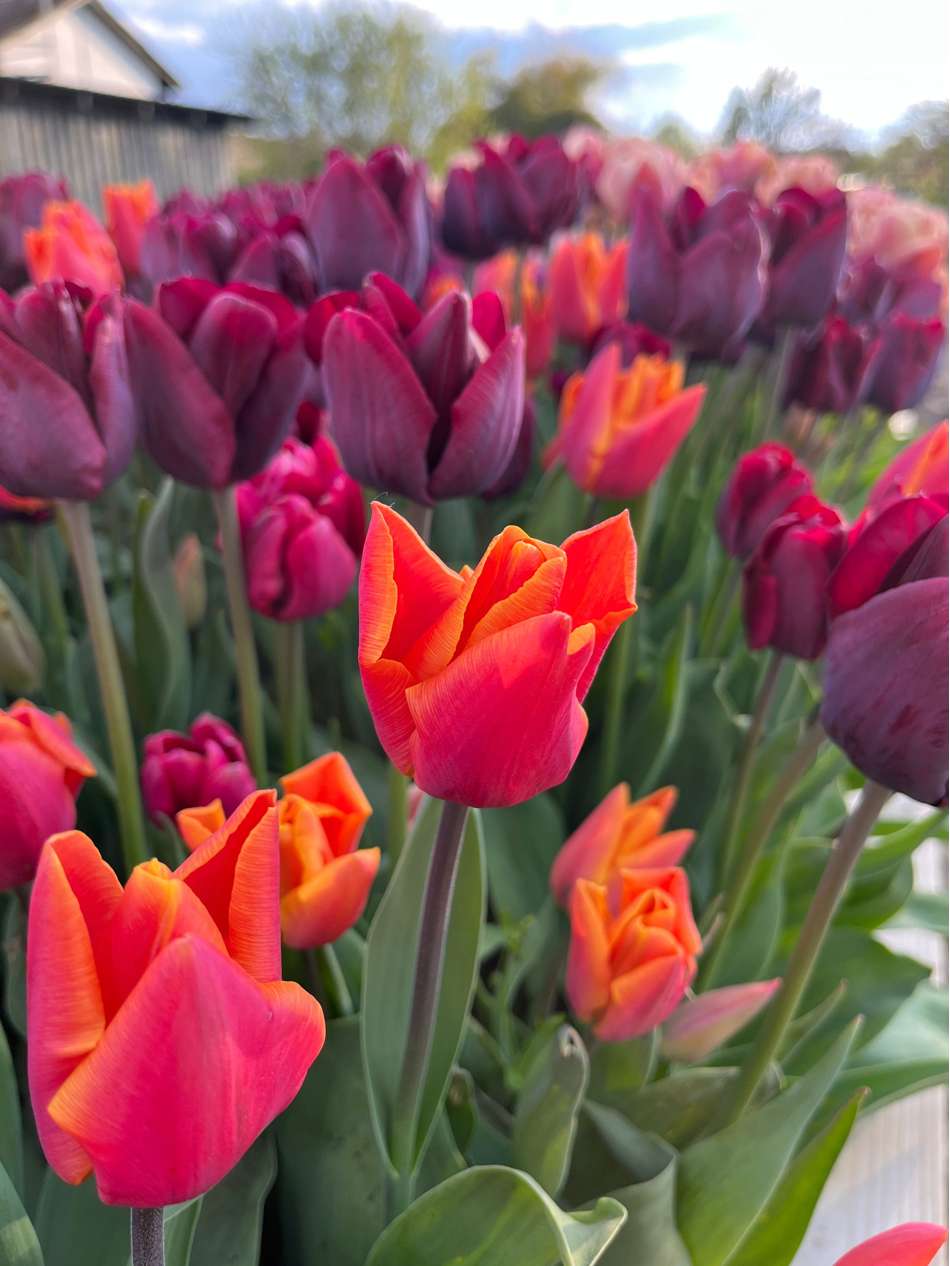 'Hugo' tulpanblandning